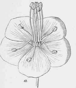 Geranium pratense (young flower). Five of the stamens are erect.