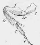 Left hind leg of bphecodcs