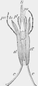 Of Halictoides