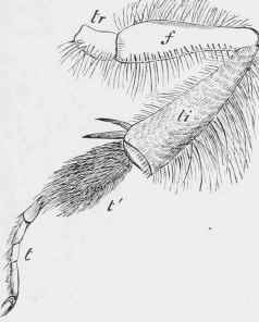 Right hind leg of Bombus Scrimshiranus.