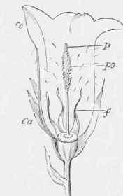 Section of a flower in the first (male) condition