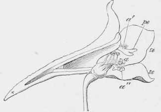 Section of the same flower seen from the side