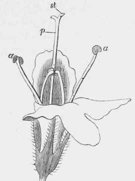 Thymus serpyllutn, in the second condition, with mature stigma,