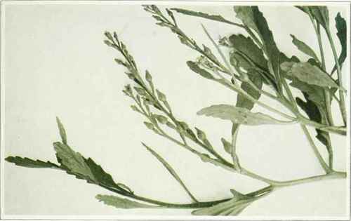 A. American Sea Rocket