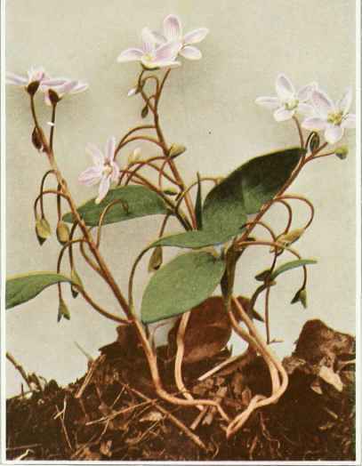 A. Carolina Or Wide Leaved Spring Beauty