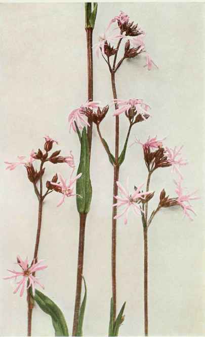 A. Cuckoo Flower; Ragged Robin