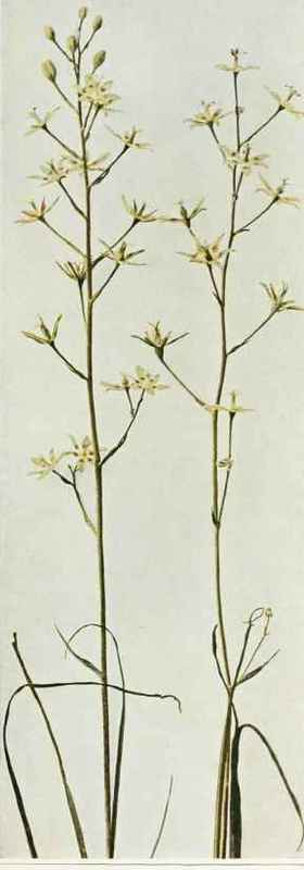 A. Glaucous Anticlea