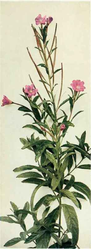 A. Great Hairy Willow Herb   Epilobium hirsutum