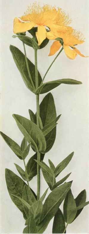 A. Great Or Giant Saint John' S Wort