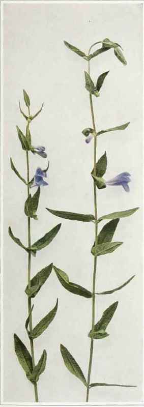 A. Hooded Or Marsh Skullcap   Scutellaria galericulata