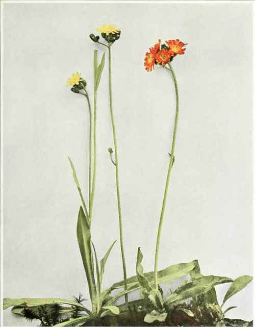 A. King Devil Hieracium florentinum b. devils paintbrush; orange Hawkweed Hieracium aurantiacum