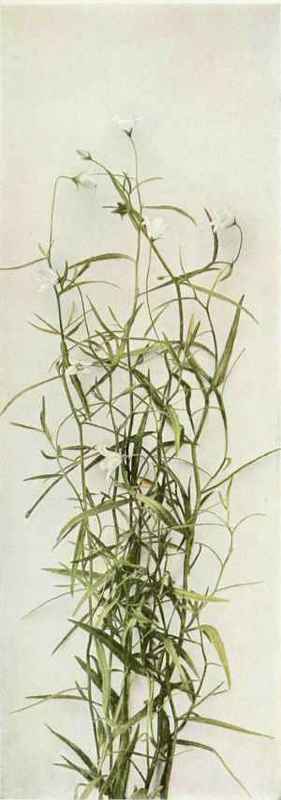 A. Marsh Or Bedstraw Bellflower   Campunula aparinoides
