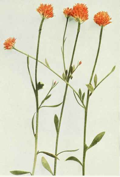 A. Orange Milkwort; Wild Bachelor's Button