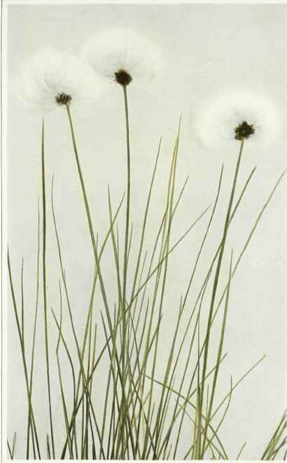 A. Sheathed Cotton Grass