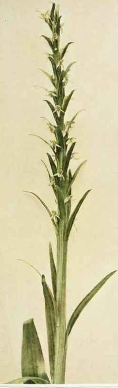 A. Tall Leafy Green Orchis