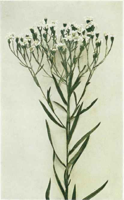 A. Upland White Aster Aster ptarmicoides