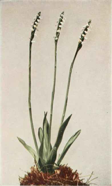 A. Wide Leaved Ladies Tresses