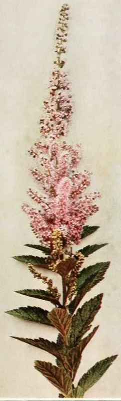 A. hardhack; steeplebush