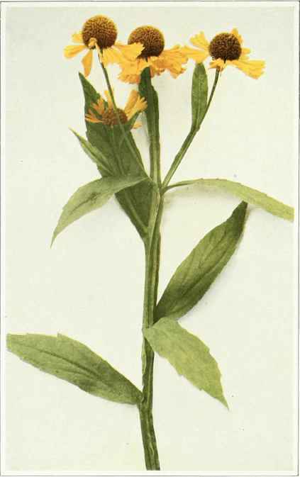 A. sneezeweed; false or swamp sunflower Helenium autumanale