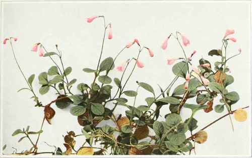 A. twinflower; deer vine Linnaea americana