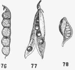 Achene (figures 81 88)