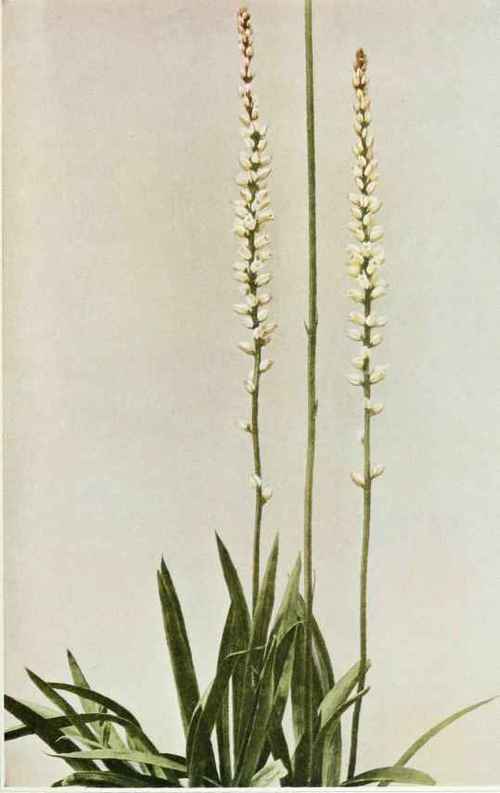 Ague Or colicroot; star grass Aletris farinosa