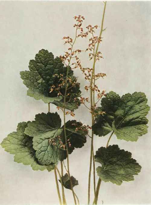 Alumroot