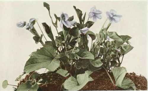 B. American Dog Violet