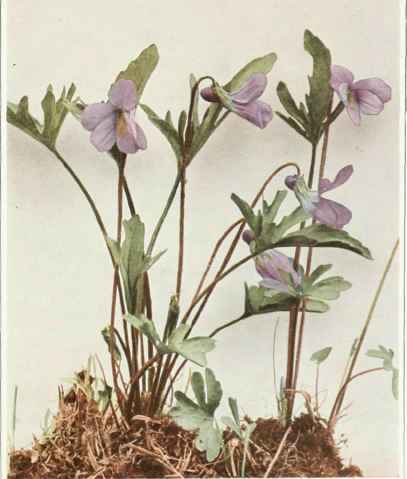 B. Coast Or Britton's Violet