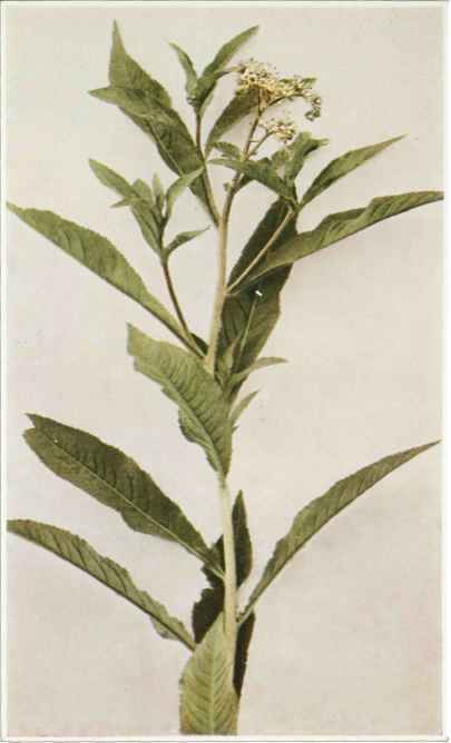 B. Ditch Or Virginia Stonecrop