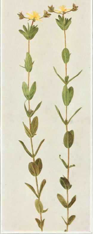 B. Elliptic Leaved Or Pale Saint John's Wort