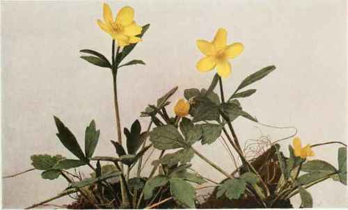 B. Hispid Buttercup