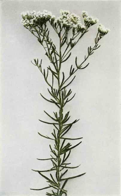 B. Hyssop Leaved Thoroughwort   Eupatorium hyssopifolium