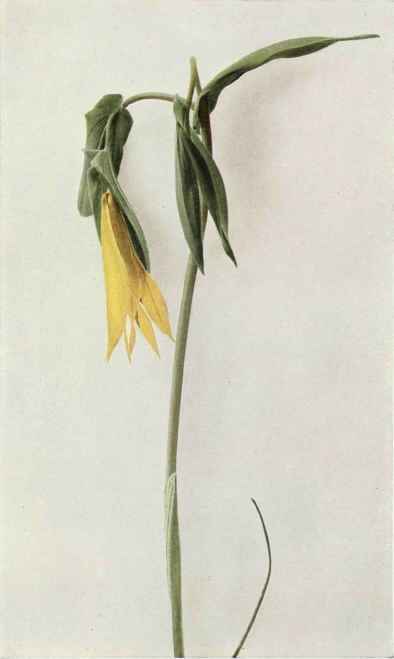 B. Large Flowered Bellwort