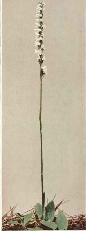 B. Loddiges' S Rattlesnake Plantain