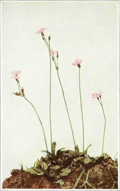 B. Mistassini Or Dwarf Canadian Primrose   Primula mistassinica