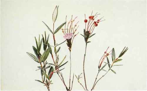 B. Pale Or Swamp Laurel   Kalmia polifolia