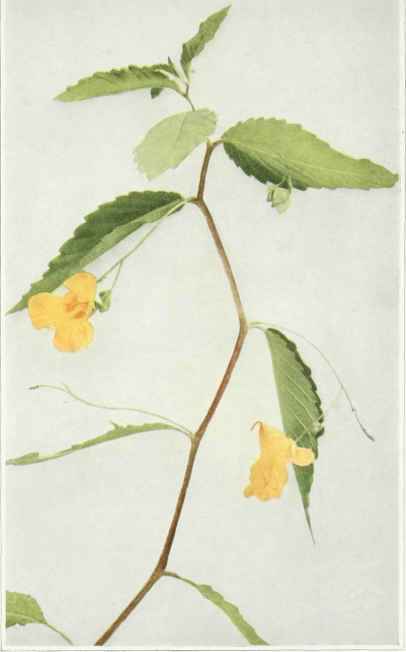 B. Pale Touch Me Not; Jewelweed