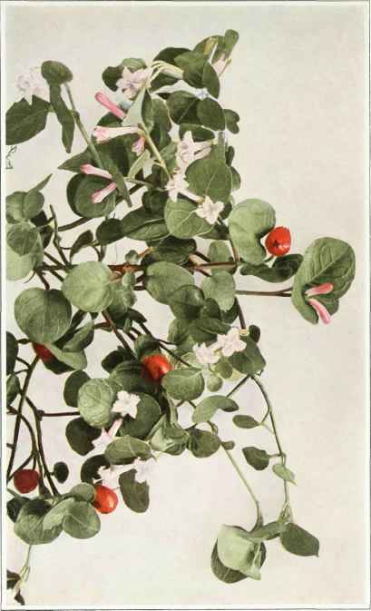 B. Partridge Berry; Twinberry; Squawberry   Mitchella repens