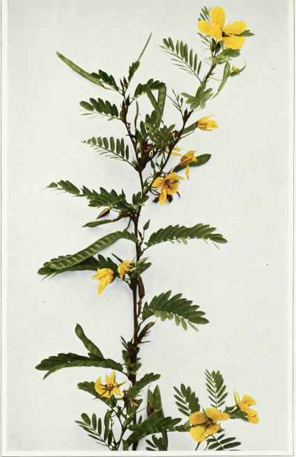 B. Partridge Pea; Large Flowered Sensitive Pea