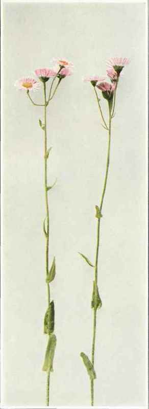 B. Philadelphia Fleabane; Skevish; Daisy Fleabane   Erigeron philadelphicus