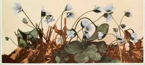 B. Round Lobed Hepatica Or Liverleaf