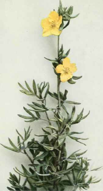 B. Shrubby Five Finger Or Cinquefoil
