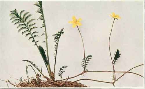 B. Silverweed; Wild Or Goose Tansy
