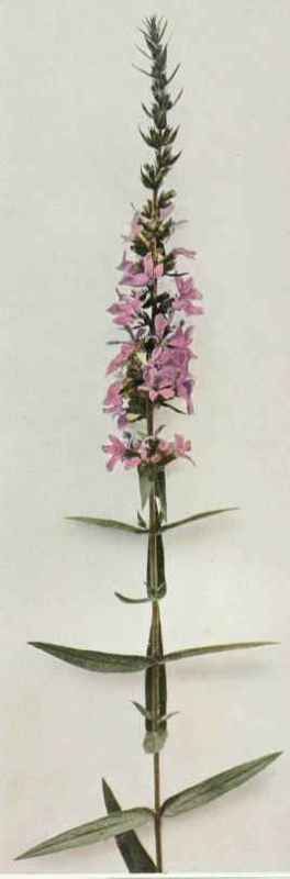 B. Spiked Or Purple Loosestrife