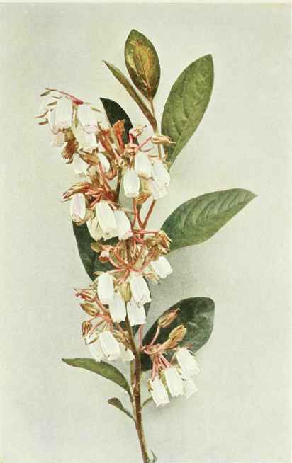 B. Staggerbush   Neopieris mariana