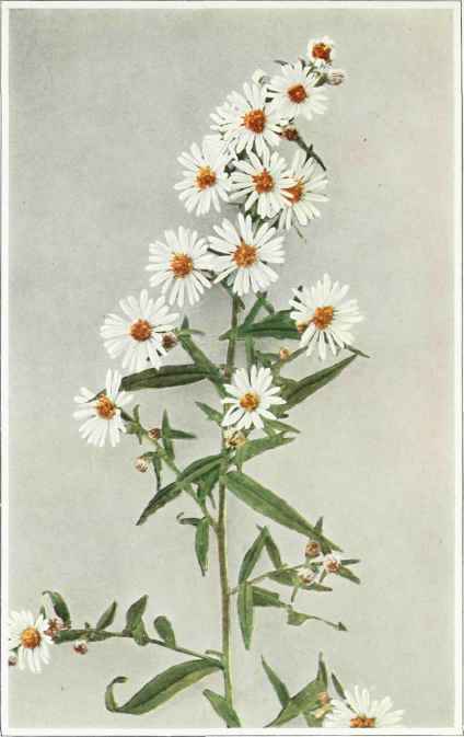 B. Starved Or Calico Aster   Aster lateriflorus