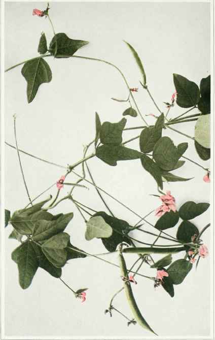 B. Trailing Wild Bean