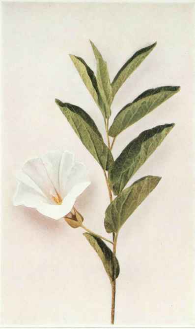 B. Upright Or Low Bindweed Convolvulus spithamaeus