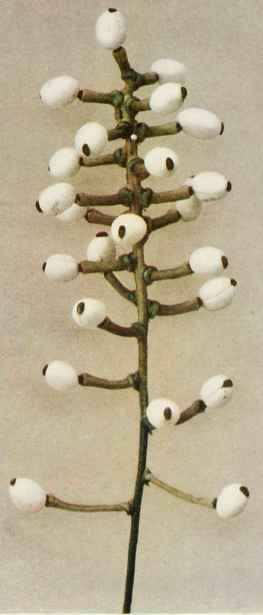 B. White Baneberry; Snakeroot